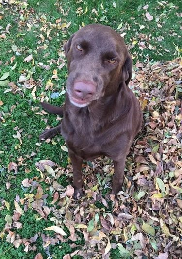 Chocolate lab sneezes while sitting on grass and leaves