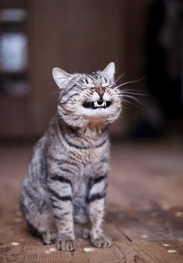 Cat mid-sneeze