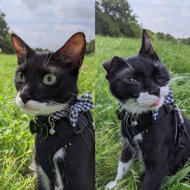Cat sneezes in meadow, a before and after photo
