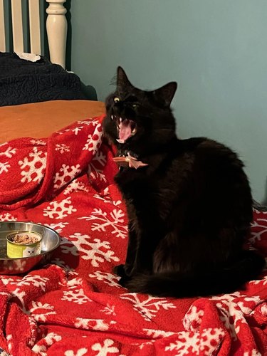 Black cat with can of wet food sneezes