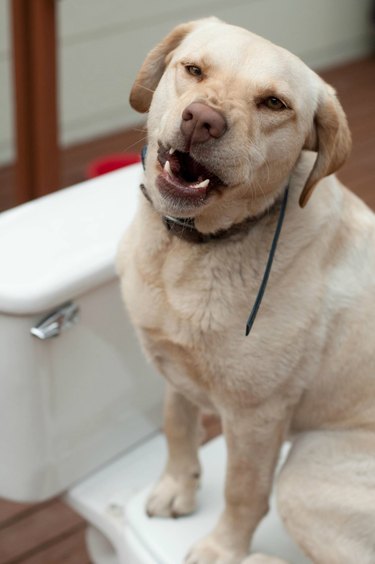Dog sneezes while sitting on toilet
