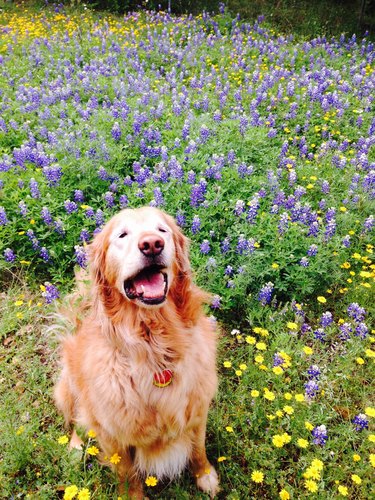 Golden retriever sneezes in a field of wildflowers
