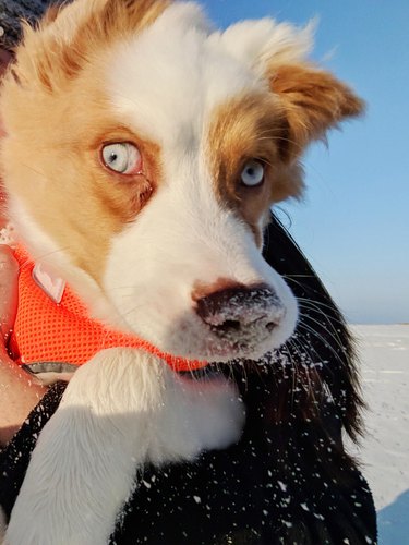 Puppy on beach sneezes out sand