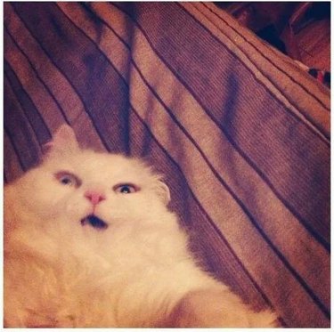 Awkward photo of fluffy white cat sneezing