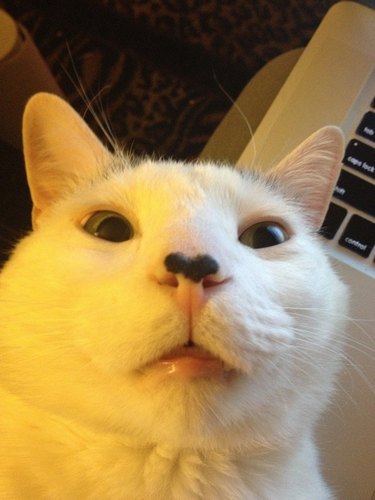White cat about to sneeze