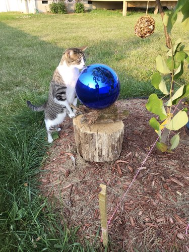 A cat is standing upright and looking into a blue orb in agarden.