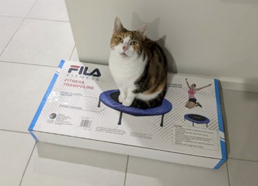 A cat is sitting perfectly on top of a box that has a product photo of a trampoline.