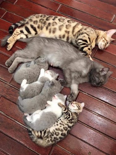 cat family sleeping together