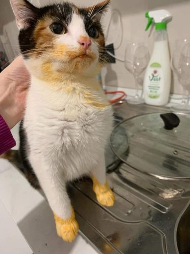 cat drinks from curry