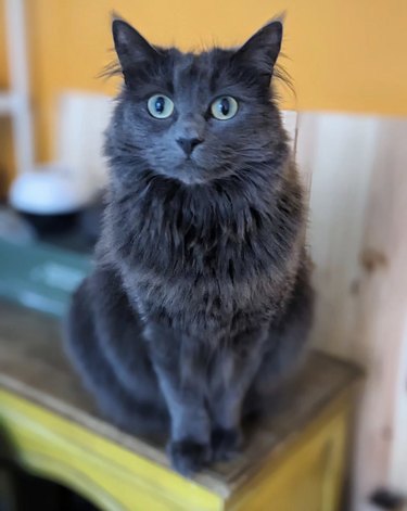 A gray Maine coon cat is sitting on a countertop.