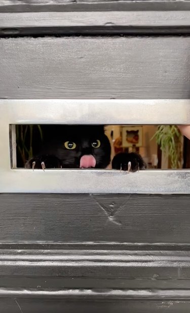 cat peers through mail slot