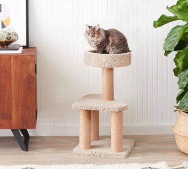 Amazon Basics Cat Activity Tree with Scratching Posts