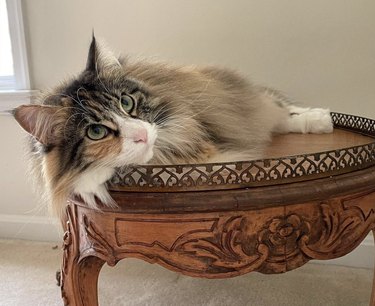 A fluffy cat is lounging on a wood side table.