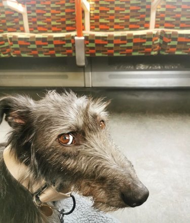 A dog is giving the camera the side-eye while on a subway.