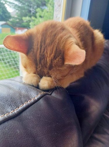 sleeping cat covers eyes