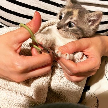 cat shocked by nail trimmers