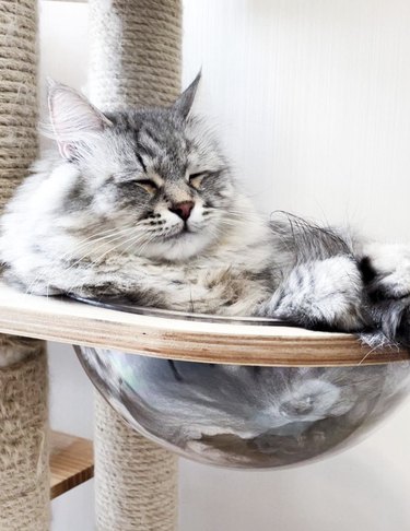 A fluffy cat is sleeping in a cat tree.