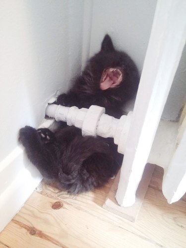 cat sleeps next to radiator