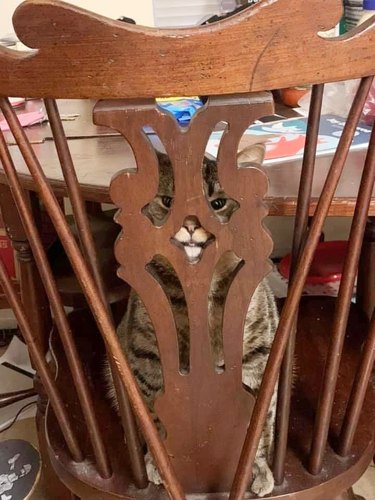 cat hides behind chair