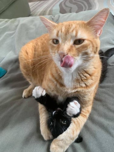 orange cat cuddles black kitten