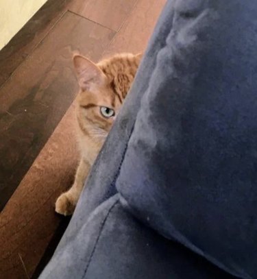 An orange cat is glaring at the camera from behind an armchair.
