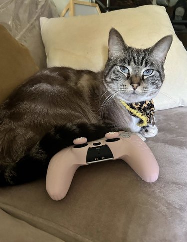 A cat is sitting by a pink controller.