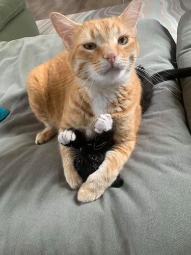 orange cat cuddles black kitten