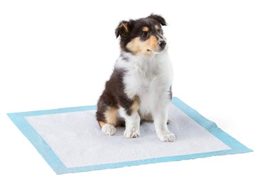 Amazon Basics Dog and Puppy Pads, Leak-proof 5-Layer Pee Pads with Quick-dry Surface for Potty Training