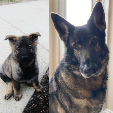 Photo of German Shepherd puppy next to photo of same dog as an adult