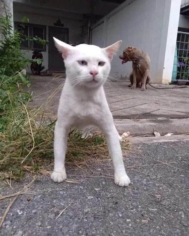 cat with broad shoulders stances like dog