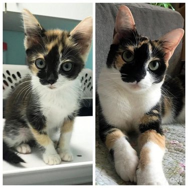 Photo of kitten next to photo of same cat as an adult