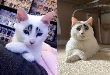 Photo of kitten with unusual markings and crossed front paws next to photo of same cat as an adult in the same pose