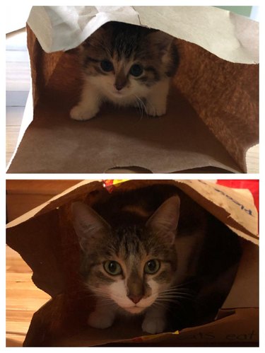 Photo of kitten in paper bag on top of photo of same cat in a paper bag as an adult