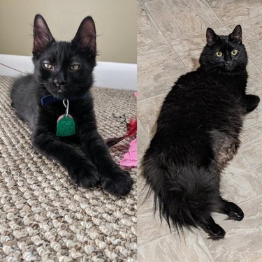 Photo of black kitten with huge ears next to photo of same cat as an adult