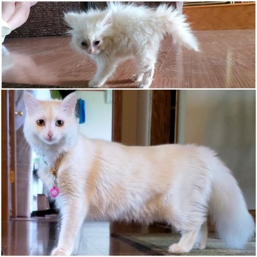 Photo of very scruffy white kitten next to photo of same cat as a sleek adult