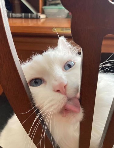 derpy white cat