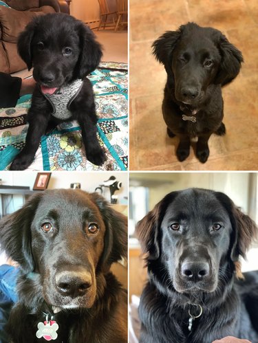 Photos of puppy next to photos of same dog as an adult