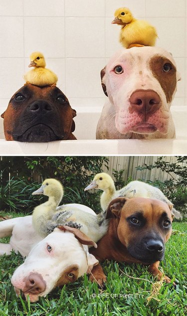 Photo of two dogs in a bathtub with ducklings on their heads above photo of dogs laying in grass with adult ducks perched on top of them