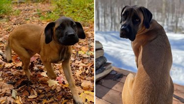 Photo of English Mastiff puppy next to photo of same dog as an adult