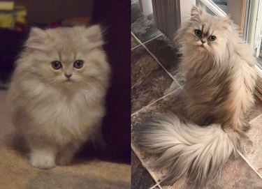 Photo of fluffy kitten next to photo of same cat as a fluffy adult