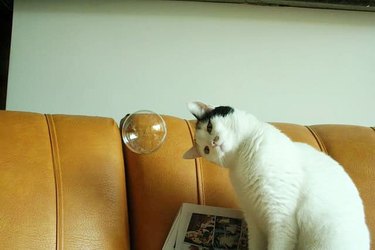 cat stares at floating bubble