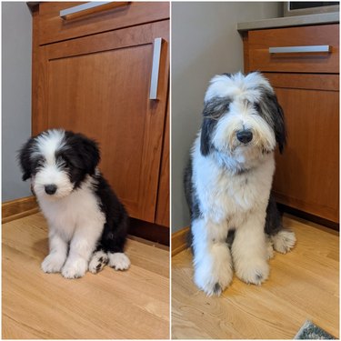 Photo of Old English Sheepdog puppy with shaggy hair next to photo of same dog as an adult