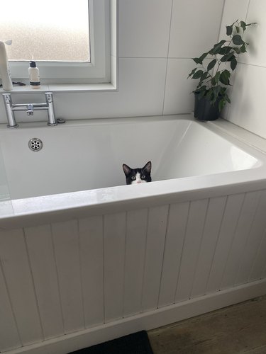A woman finds a strange cat in her bathtub.