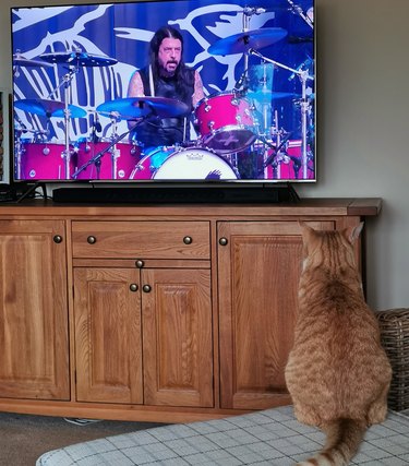 An orange cat watches the Foo Fighters on television.