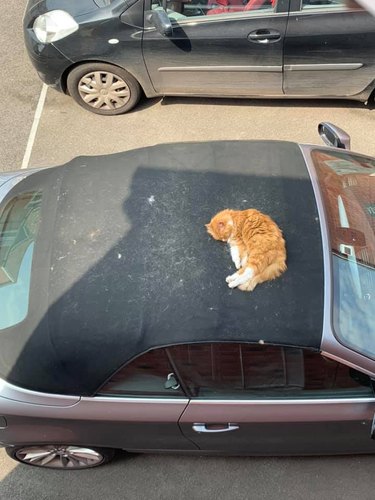 An orange and white cat sleeps on person's car roof.
