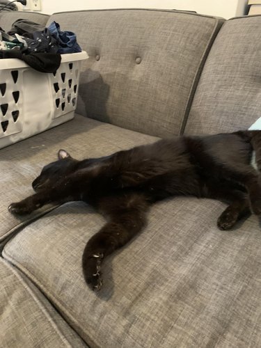 A black cat makes themself at home on a couch.