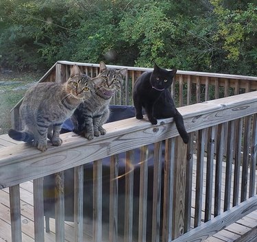 Three cats are sitting on a deck and are staring at a woman washing her dishes.