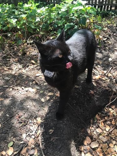 A black cat wearing sign saying: "please don't let me in your house".