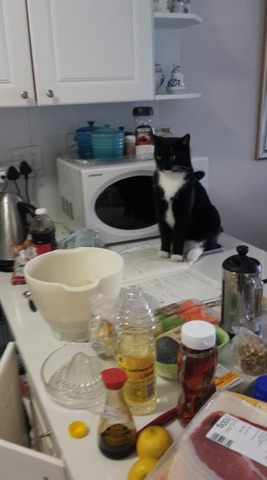 A neighbor's tuxedo cat supervises a woman in a kitchen.