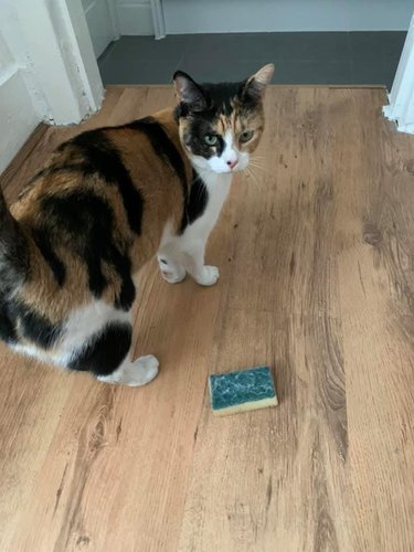 A stranger's cat drags a sponge into a person's house.